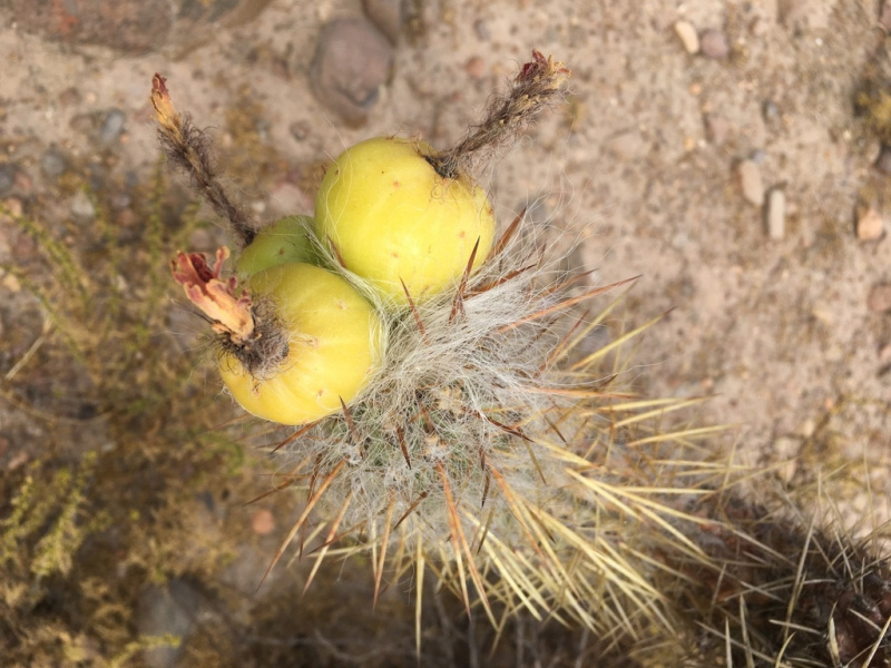 Файл:Oreocereus leucotrichus 5.jpg