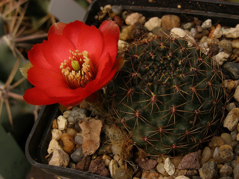 Файл:Rebutia.jpg