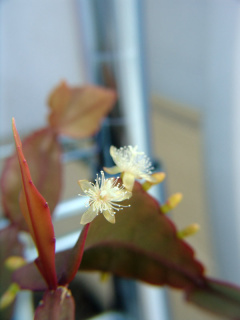 Rhipsalis ellyptica w600.jpg