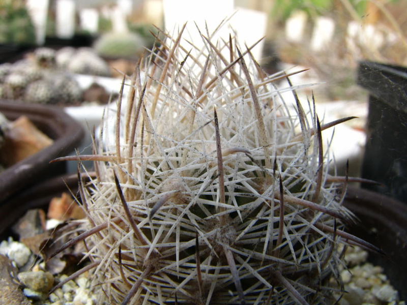 Файл:Sclerocactus unguispinus var. durangensis SB1621.jpg