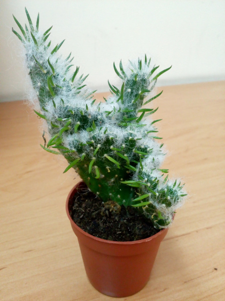 Файл:Austrocylindropuntia vestita cristata.jpg