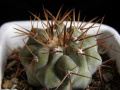 Copiapoa cinerea ssp. columna-alba 1.jpg