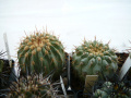 Copiapoa cinerea ssp. columna-alba 3.jpg