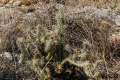 Cylindropuntia californica var. parkeri 1898.jpeg