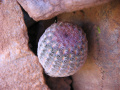 Echinocereus rigidissimus ssp. rigidissimus 2.jpg