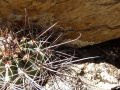 Echinopsis haematantha 3.JPG