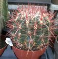 Ferocactus pilosus.jpg