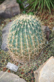 Ferocactus pottsii