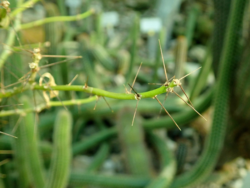 Файл:Leuenbergeria marcanoi 7084.jpg