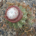 Melocactus oreas 4.jpg
