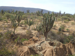 Neoraimondia herzogiana 5.JPG