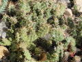 Opuntia fragilis 2.JPG