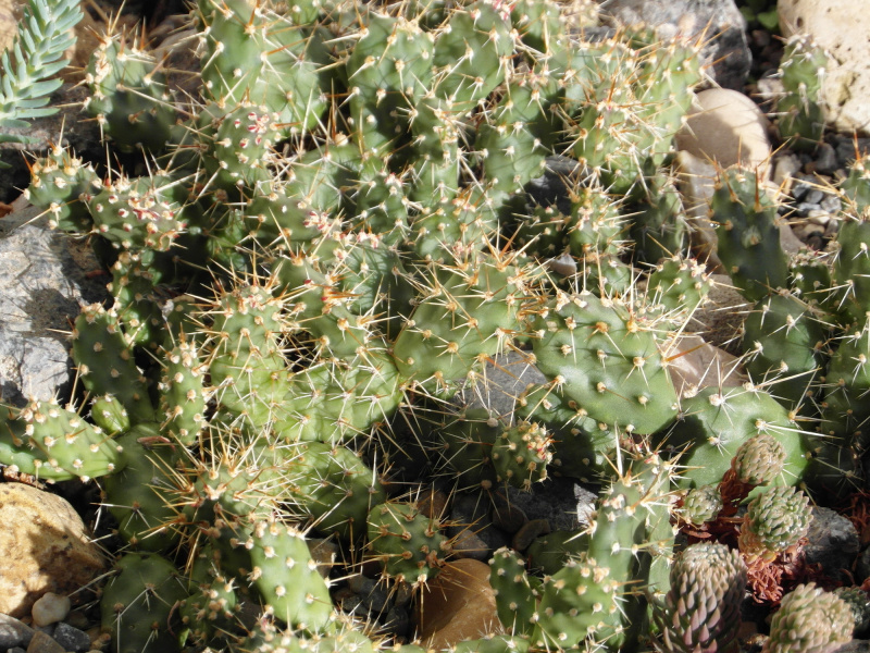 Файл:Opuntia fragilis 2.JPG