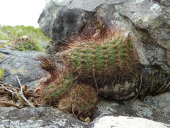 Parodia concinna 8.JPG