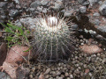 Parodia neohorstii 1.JPG