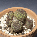 Rebutia pulchra 0853.jpg
