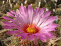 Thelocactus bicolor ssp. bicolor var. schotii
