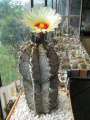 Astrophytum capricorne var.major