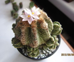 Aztekium ritteri - лофопорко.jpg