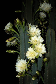 Cereus vargasianus.jpg