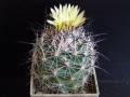Coryphantha nickelsiae 2.JPG
