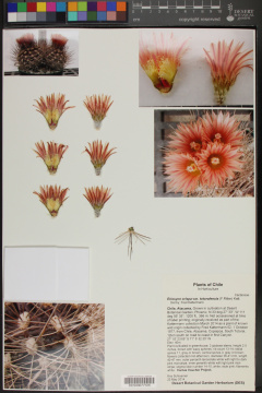 Eriosyce crispa ssp. totoralensis.jpg