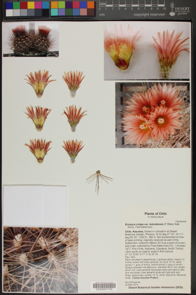 Файл:Eriosyce crispa ssp. totoralensis.jpg