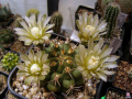 Gymnocalycium schickendantzii ssp. schickendantzii
