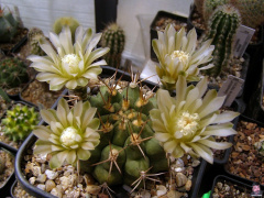 Gymnocalycium schickendantzii ssp. schickendantzii.jpg