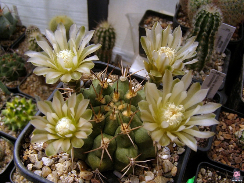 Файл:Gymnocalycium schickendantzii ssp. schickendantzii.jpg