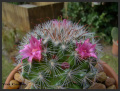 Mammillaria erythrosperma 20114.jpg