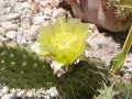Opuntia tortispina