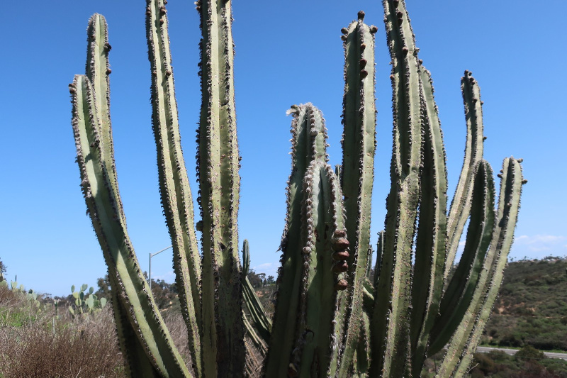 Файл:Pilosocereus floccosus ssp. quadricostatus 971.jpg