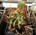 Stenocactus coptonogonus SB13.jpg