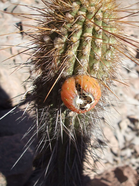 Файл:Weberbauerocereus weberbaueri 57.JPG