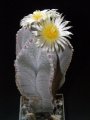 Astrophytum myriostigma var. strongylogonum