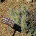 Echinocereus fasciculatus 19.JPG
