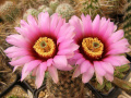 Echinocereus reichenbachii ssp. fitchii