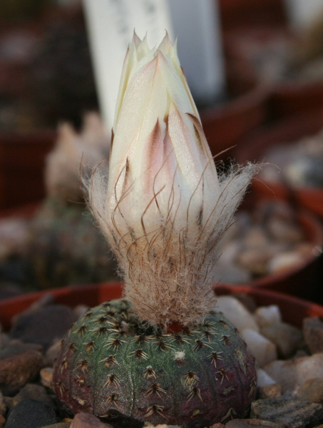 Файл:Frailea phaeodisca 02.jpg