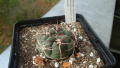 Gymnocalycium carminanthum STO259.jpg