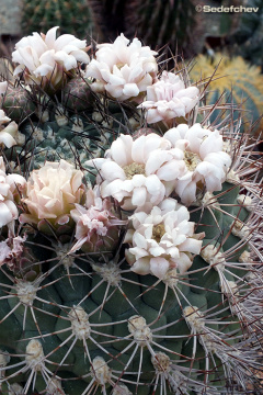 Gymnocalycium saglionis 6.jpg