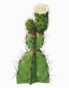 Leptocereus arboreus The Cactaceae2.jpg