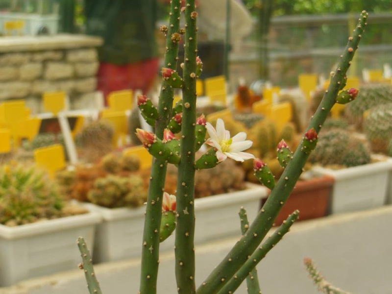 Файл:Opuntia salmiana 6.jpg