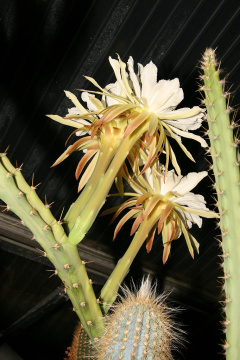 Cereus mirabella.jpg