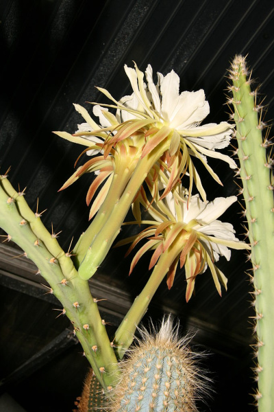 Файл:Cereus mirabella.jpg