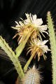 Cereus mirabella