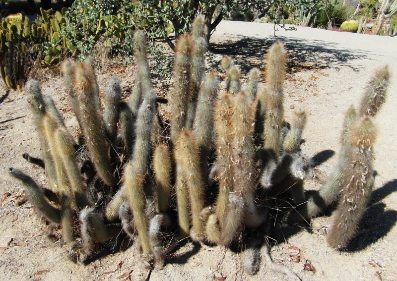 Файл:Cleistocactus hyalacanthus 14.JPG