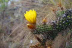 Corryocactus chachapoyensis.jpeg