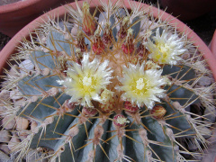 Ferocactus glaucescens flower.jpg