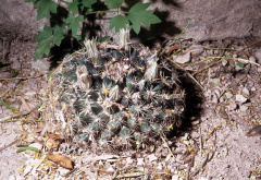 Mammillaria heyderi ssp. macdougalii.jpg